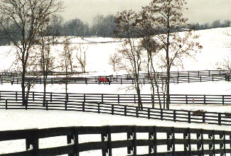Horses in Metamora, Michigan enjoy the winter in fields fenced with Proulx Fencing's treated oak lumber.