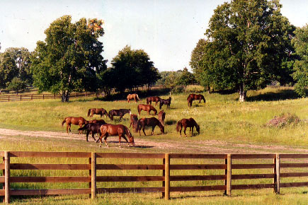 Proulx Fencing is perfect for horse farms, cattle ranches and farms.